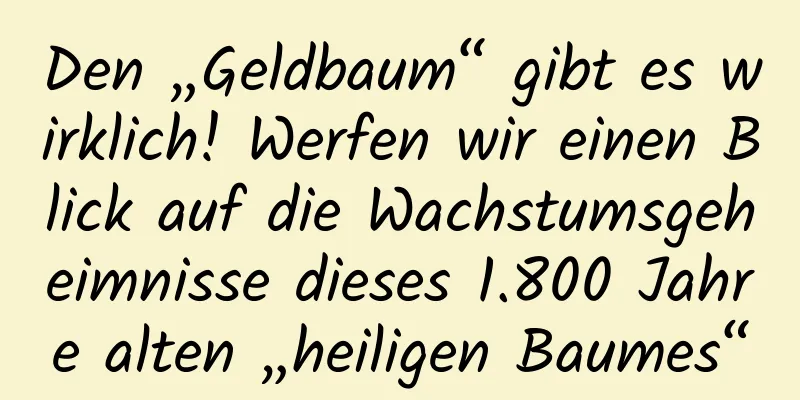 Den „Geldbaum“ gibt es wirklich! Werfen wir einen Blick auf die Wachstumsgeheimnisse dieses 1.800 Jahre alten „heiligen Baumes“