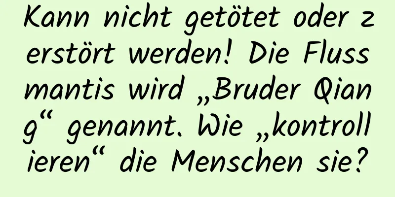 Kann nicht getötet oder zerstört werden! Die Flussmantis wird „Bruder Qiang“ genannt. Wie „kontrollieren“ die Menschen sie?