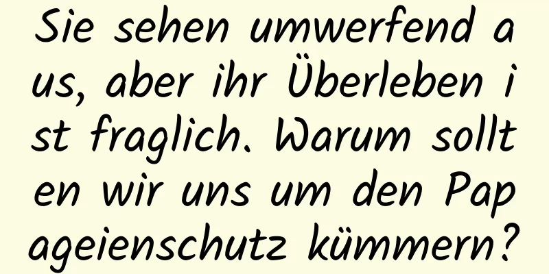 Sie sehen umwerfend aus, aber ihr Überleben ist fraglich. Warum sollten wir uns um den Papageienschutz kümmern?