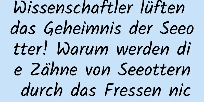Wissenschaftler lüften das Geheimnis der Seeotter! Warum werden die Zähne von Seeottern durch das Fressen nicht beschädigt?