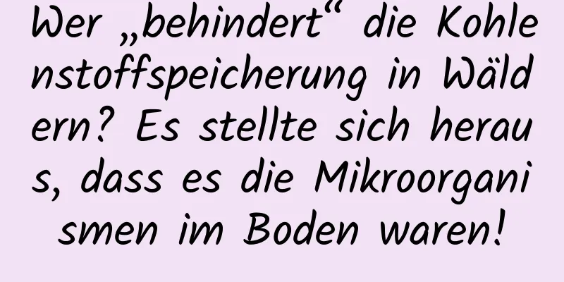 Wer „behindert“ die Kohlenstoffspeicherung in Wäldern? Es stellte sich heraus, dass es die Mikroorganismen im Boden waren!
