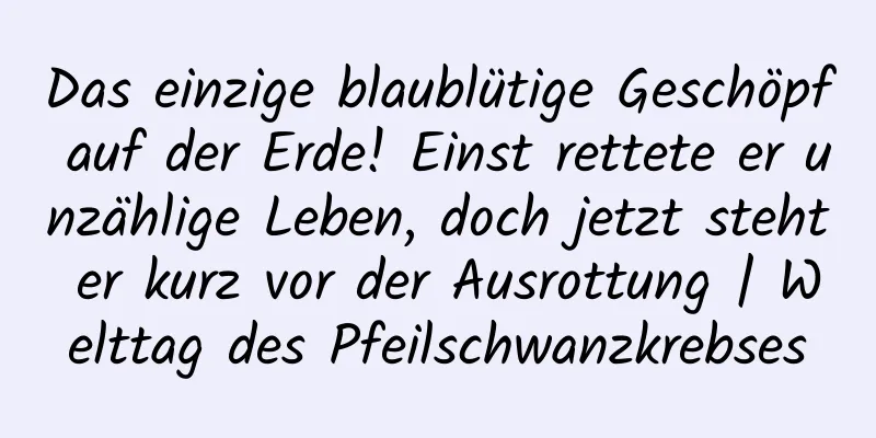 Das einzige blaublütige Geschöpf auf der Erde! Einst rettete er unzählige Leben, doch jetzt steht er kurz vor der Ausrottung | Welttag des Pfeilschwanzkrebses