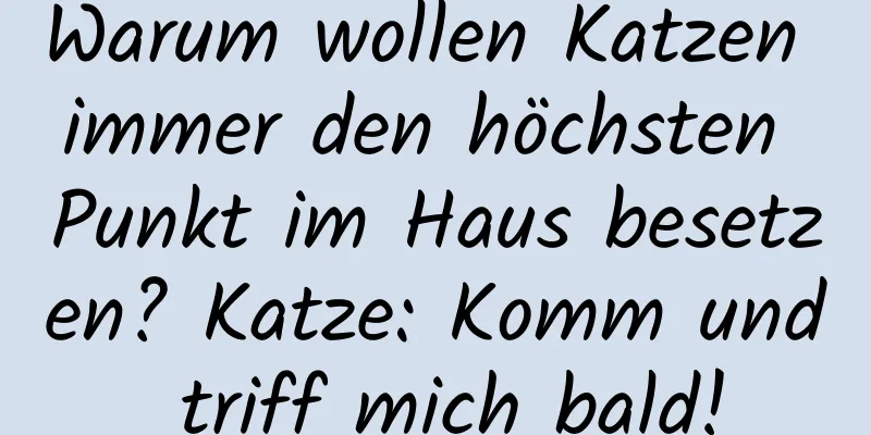Warum wollen Katzen immer den höchsten Punkt im Haus besetzen? Katze: Komm und triff mich bald!