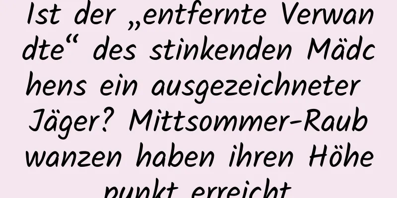 Ist der „entfernte Verwandte“ des stinkenden Mädchens ein ausgezeichneter Jäger? Mittsommer-Raubwanzen haben ihren Höhepunkt erreicht