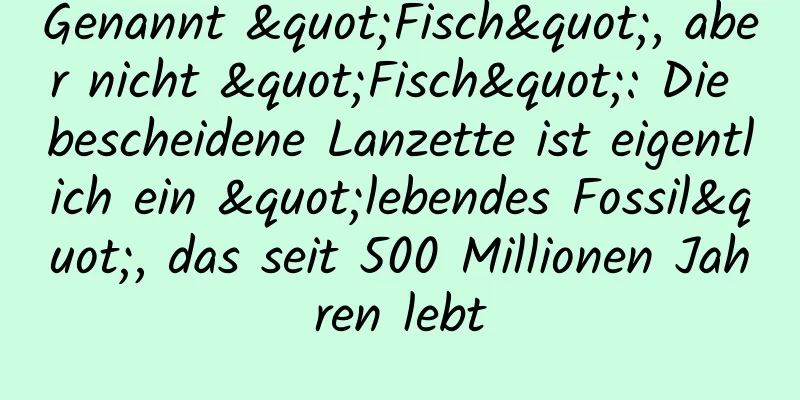 Genannt "Fisch", aber nicht "Fisch": Die bescheidene Lanzette ist eigentlich ein "lebendes Fossil", das seit 500 Millionen Jahren lebt