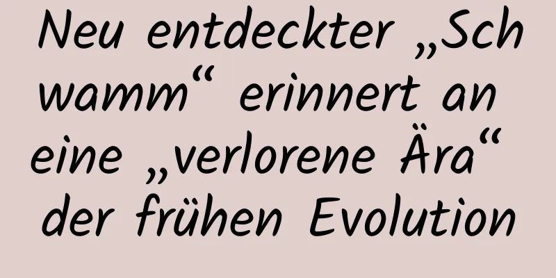 Neu entdeckter „Schwamm“ erinnert an eine „verlorene Ära“ der frühen Evolution