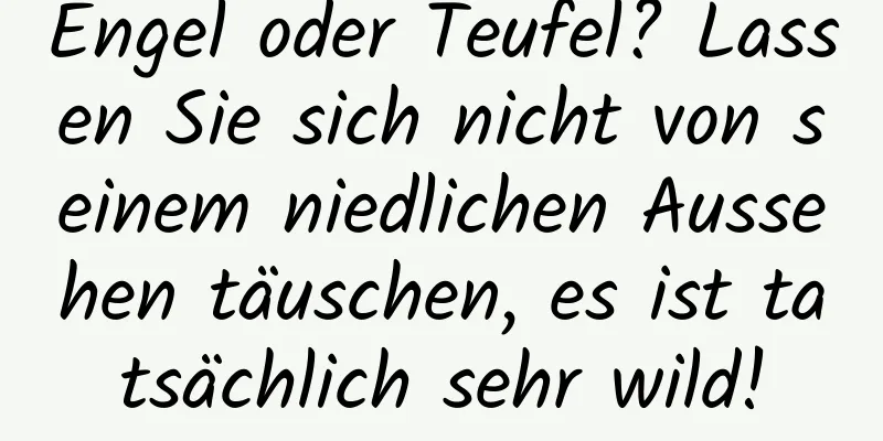 Engel oder Teufel? Lassen Sie sich nicht von seinem niedlichen Aussehen täuschen, es ist tatsächlich sehr wild!