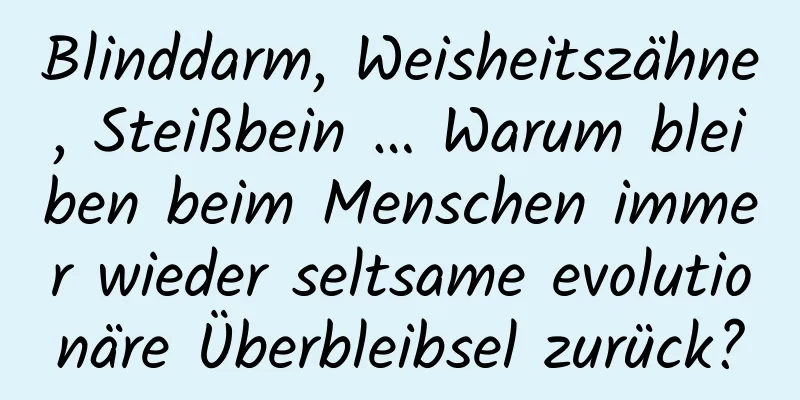 Blinddarm, Weisheitszähne, Steißbein … Warum bleiben beim Menschen immer wieder seltsame evolutionäre Überbleibsel zurück?