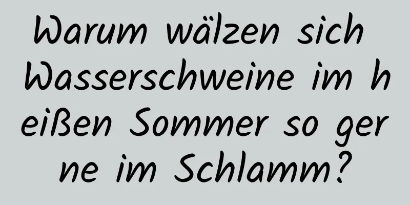 Warum wälzen sich Wasserschweine im heißen Sommer so gerne im Schlamm?