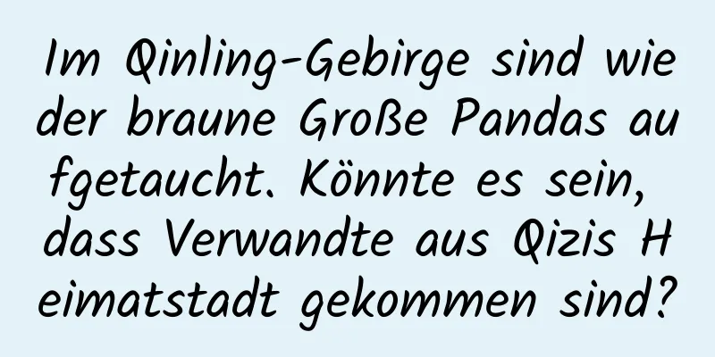 Im Qinling-Gebirge sind wieder braune Große Pandas aufgetaucht. Könnte es sein, dass Verwandte aus Qizis Heimatstadt gekommen sind?