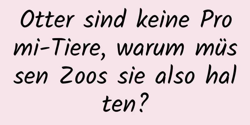 Otter sind keine Promi-Tiere, warum müssen Zoos sie also halten?
