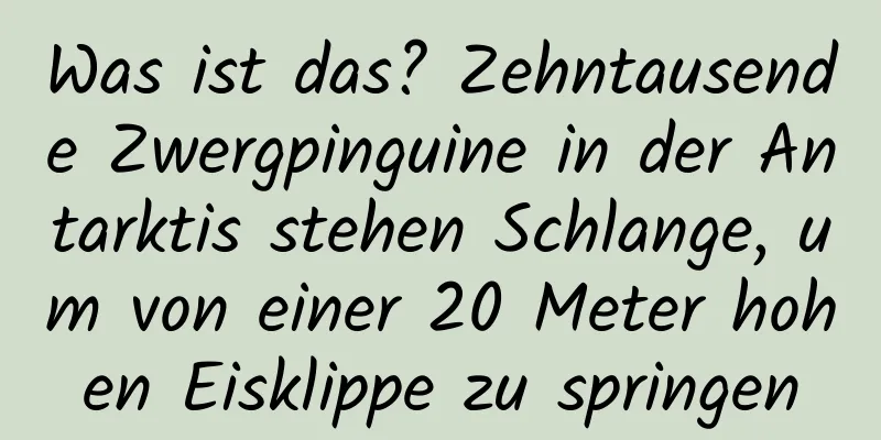 Was ist das? Zehntausende Zwergpinguine in der Antarktis stehen Schlange, um von einer 20 Meter hohen Eisklippe zu springen