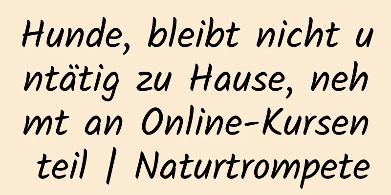 Hunde, bleibt nicht untätig zu Hause, nehmt an Online-Kursen teil | Naturtrompete