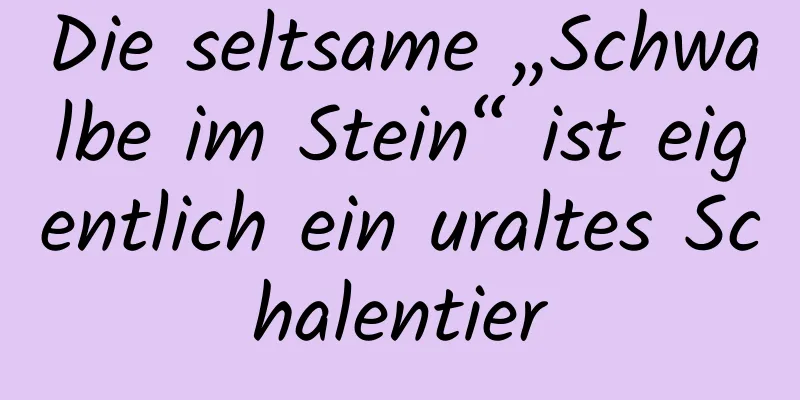 Die seltsame „Schwalbe im Stein“ ist eigentlich ein uraltes Schalentier