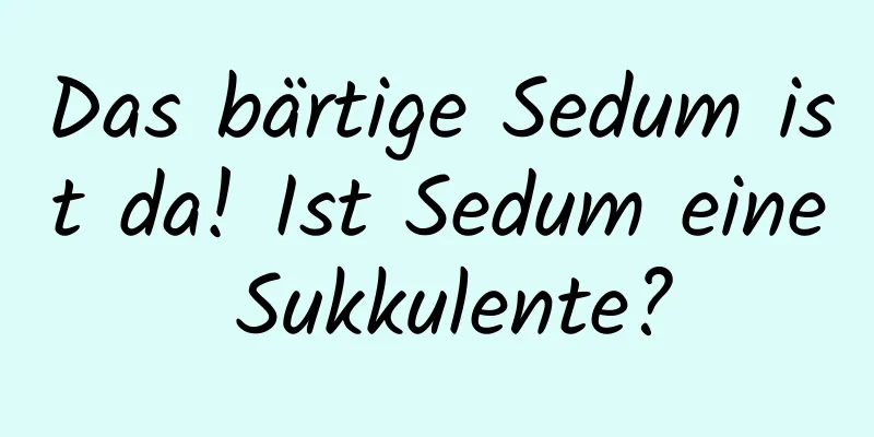 Das bärtige Sedum ist da! Ist Sedum eine Sukkulente?