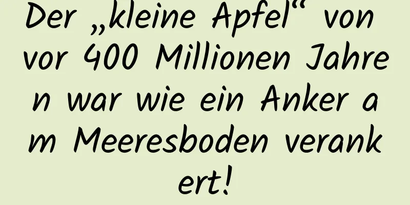 Der „kleine Apfel“ von vor 400 Millionen Jahren war wie ein Anker am Meeresboden verankert!