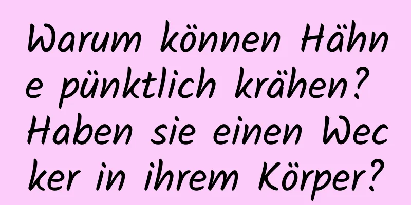 Warum können Hähne pünktlich krähen? Haben sie einen Wecker in ihrem Körper?
