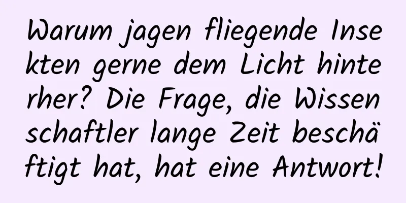 Warum jagen fliegende Insekten gerne dem Licht hinterher? Die Frage, die Wissenschaftler lange Zeit beschäftigt hat, hat eine Antwort!