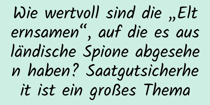 Wie wertvoll sind die „Elternsamen“, auf die es ausländische Spione abgesehen haben? Saatgutsicherheit ist ein großes Thema