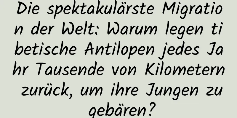 Die spektakulärste Migration der Welt: Warum legen tibetische Antilopen jedes Jahr Tausende von Kilometern zurück, um ihre Jungen zu gebären?