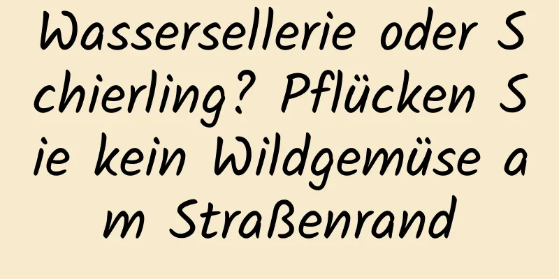 Wassersellerie oder Schierling? Pflücken Sie kein Wildgemüse am Straßenrand
