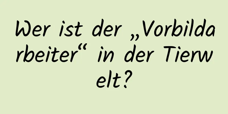 Wer ist der „Vorbildarbeiter“ in der Tierwelt?