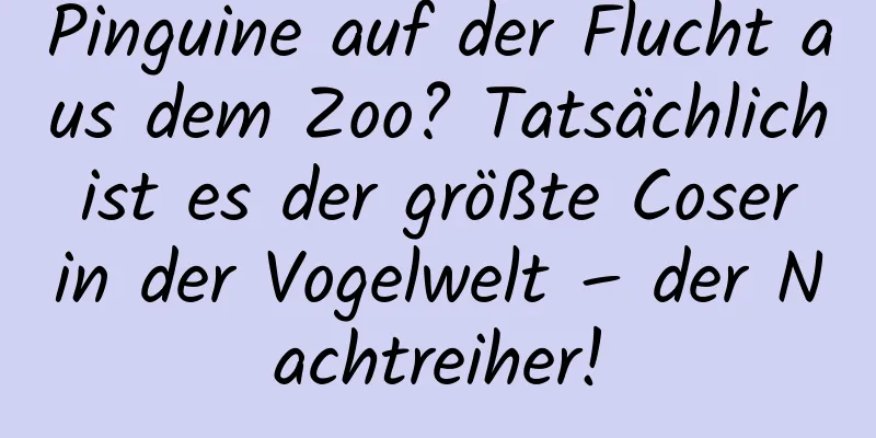 Pinguine auf der Flucht aus dem Zoo? Tatsächlich ist es der größte Coser in der Vogelwelt – der Nachtreiher!