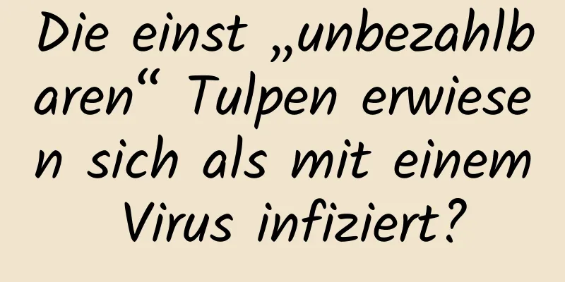 Die einst „unbezahlbaren“ Tulpen erwiesen sich als mit einem Virus infiziert?