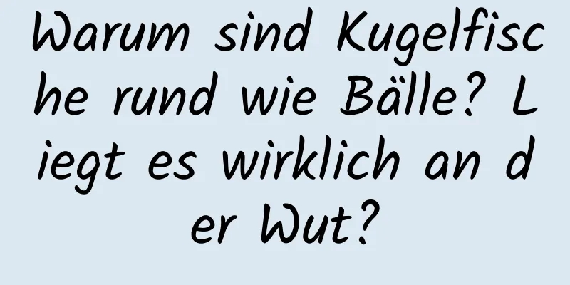 Warum sind Kugelfische rund wie Bälle? Liegt es wirklich an der Wut?