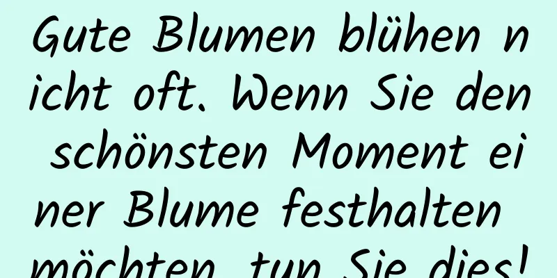Gute Blumen blühen nicht oft. Wenn Sie den schönsten Moment einer Blume festhalten möchten, tun Sie dies!