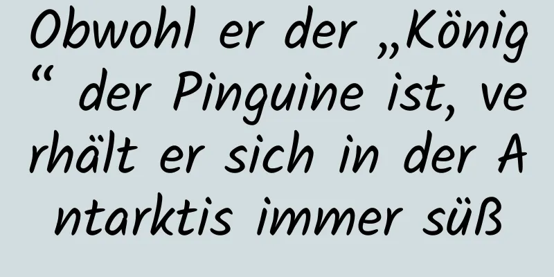 Obwohl er der „König“ der Pinguine ist, verhält er sich in der Antarktis immer süß