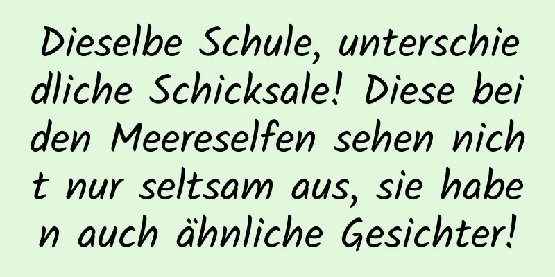 Dieselbe Schule, unterschiedliche Schicksale! Diese beiden Meereselfen sehen nicht nur seltsam aus, sie haben auch ähnliche Gesichter!