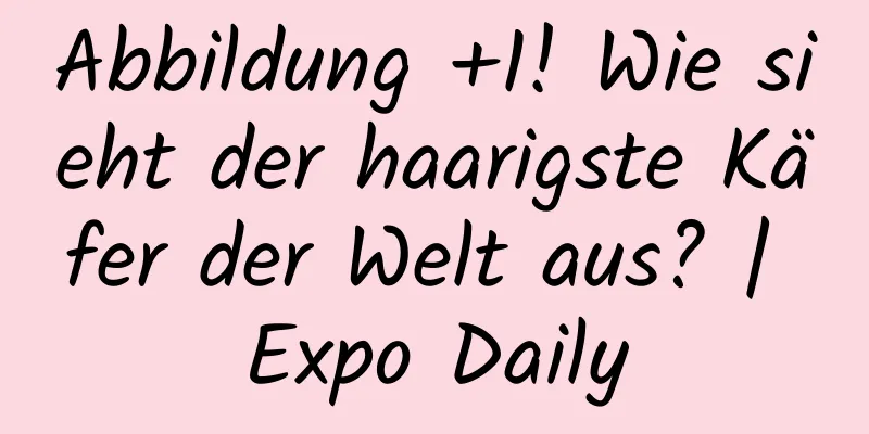 Abbildung +1! Wie sieht der haarigste Käfer der Welt aus? | Expo Daily