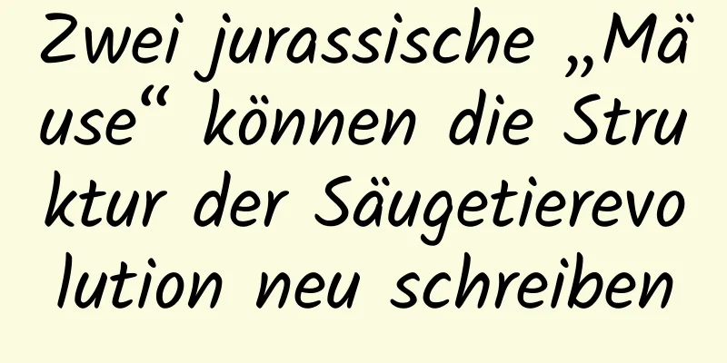 Zwei jurassische „Mäuse“ können die Struktur der Säugetierevolution neu schreiben