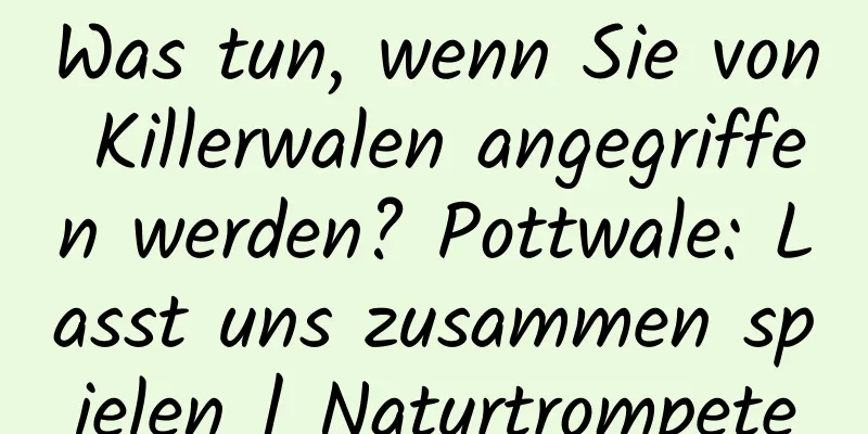 Was tun, wenn Sie von Killerwalen angegriffen werden? Pottwale: Lasst uns zusammen spielen | Naturtrompete