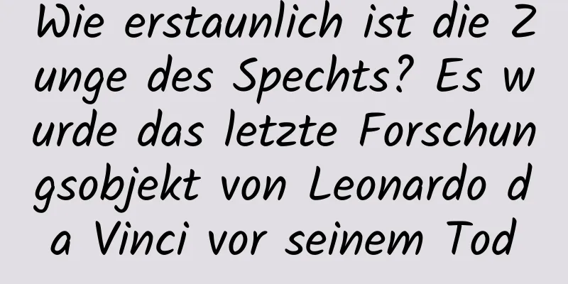 Wie erstaunlich ist die Zunge des Spechts? Es wurde das letzte Forschungsobjekt von Leonardo da Vinci vor seinem Tod