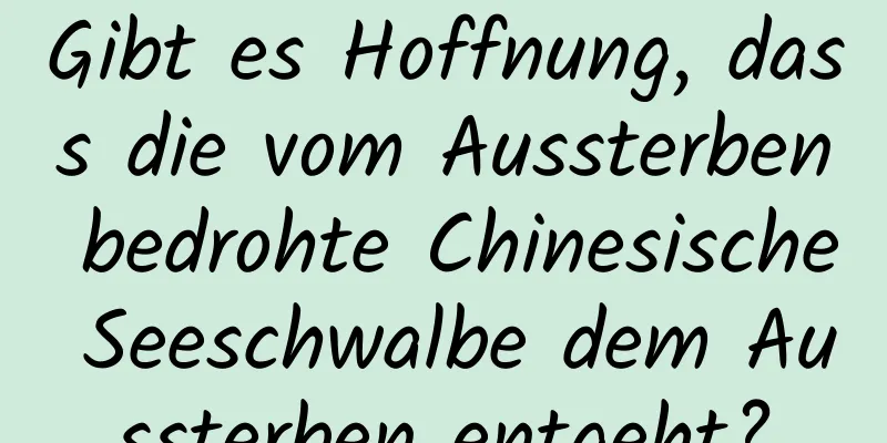 Gibt es Hoffnung, dass die vom Aussterben bedrohte Chinesische Seeschwalbe dem Aussterben entgeht?