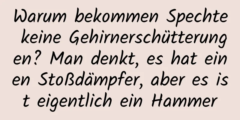 Warum bekommen Spechte keine Gehirnerschütterungen? Man denkt, es hat einen Stoßdämpfer, aber es ist eigentlich ein Hammer