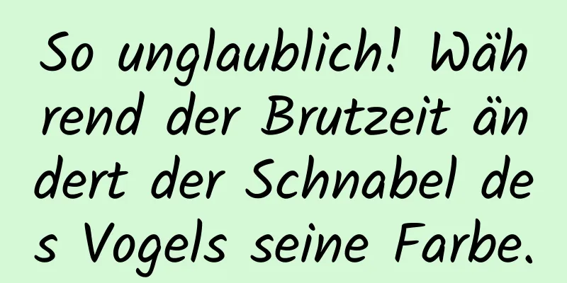 So unglaublich! Während der Brutzeit ändert der Schnabel des Vogels seine Farbe.