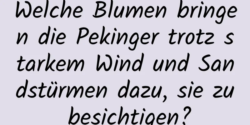 Welche Blumen bringen die Pekinger trotz starkem Wind und Sandstürmen dazu, sie zu besichtigen?