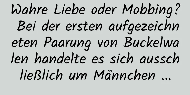 Wahre Liebe oder Mobbing? Bei der ersten aufgezeichneten Paarung von Buckelwalen handelte es sich ausschließlich um Männchen ...