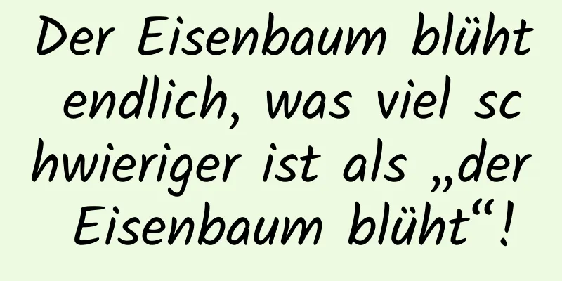Der Eisenbaum blüht endlich, was viel schwieriger ist als „der Eisenbaum blüht“!