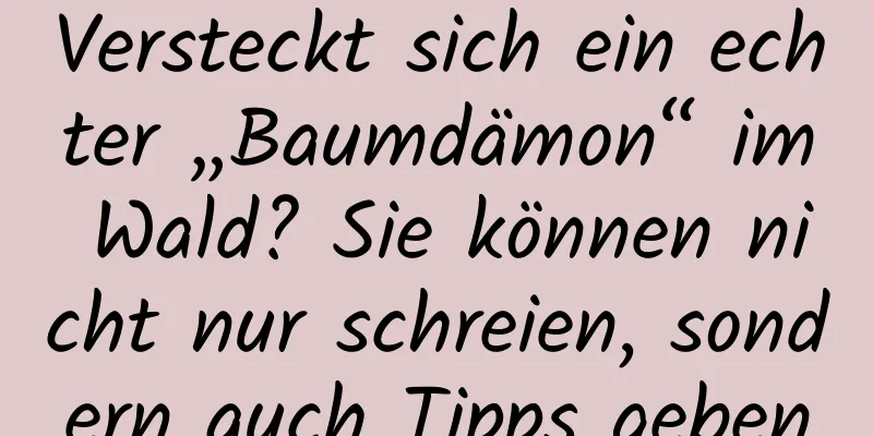 Versteckt sich ein echter „Baumdämon“ im Wald? Sie können nicht nur schreien, sondern auch Tipps geben