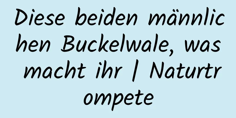 Diese beiden männlichen Buckelwale, was macht ihr | Naturtrompete