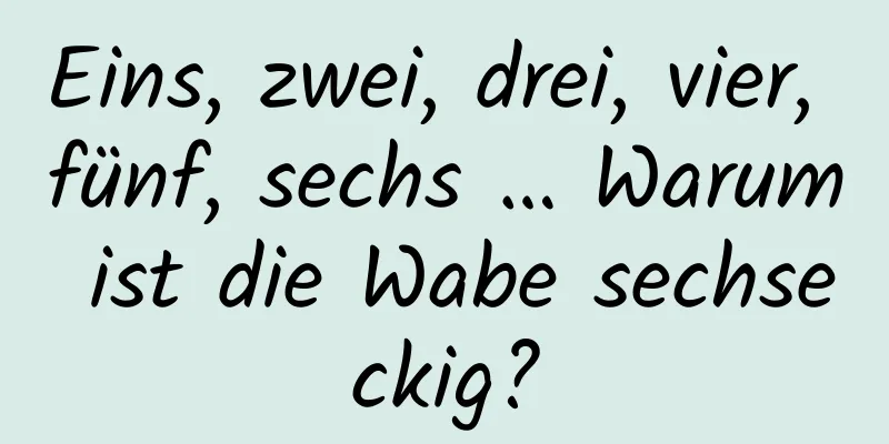 Eins, zwei, drei, vier, fünf, sechs … Warum ist die Wabe sechseckig?