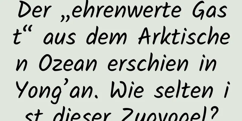 Der „ehrenwerte Gast“ aus dem Arktischen Ozean erschien in Yong’an. Wie selten ist dieser Zugvogel?