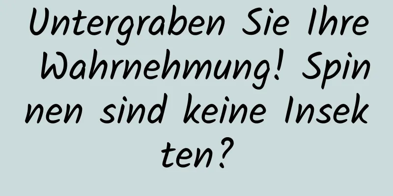 Untergraben Sie Ihre Wahrnehmung! Spinnen sind keine Insekten?