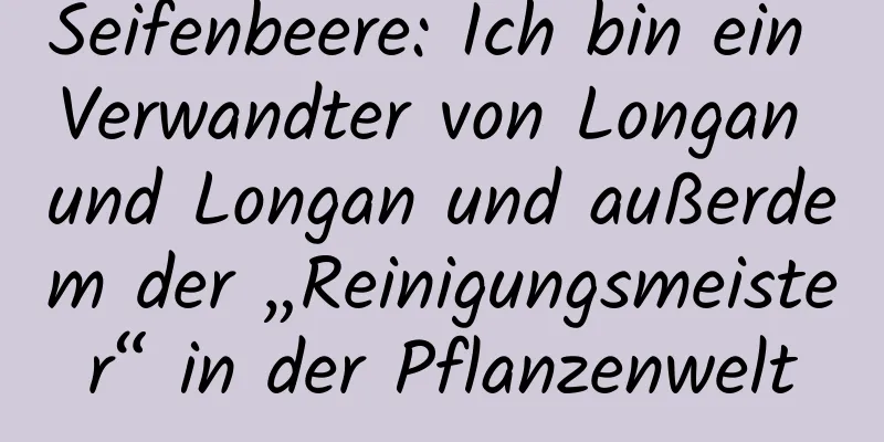 Seifenbeere: Ich bin ein Verwandter von Longan und Longan und außerdem der „Reinigungsmeister“ in der Pflanzenwelt