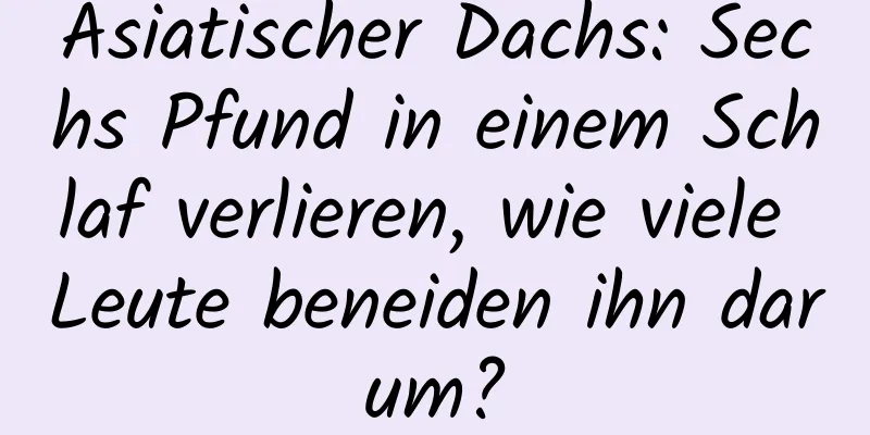 Asiatischer Dachs: Sechs Pfund in einem Schlaf verlieren, wie viele Leute beneiden ihn darum?