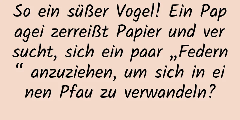 So ein süßer Vogel! Ein Papagei zerreißt Papier und versucht, sich ein paar „Federn“ anzuziehen, um sich in einen Pfau zu verwandeln?